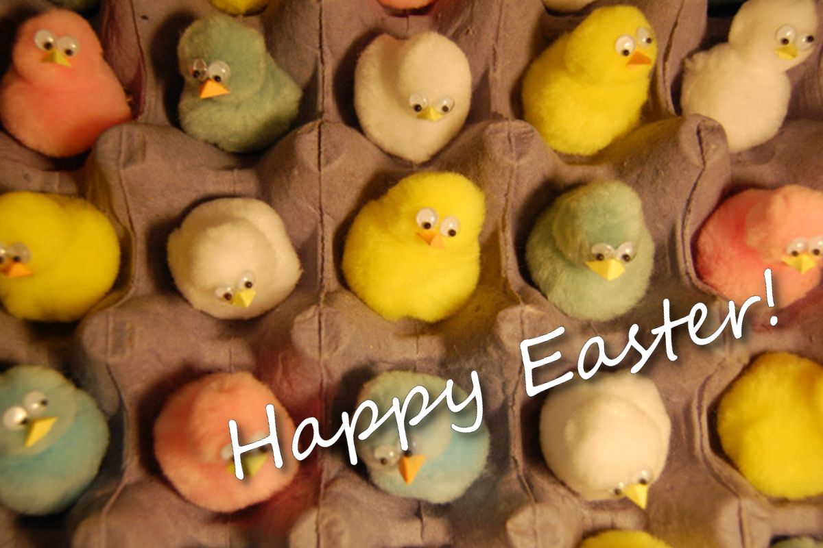Chirpier Chickie Get Well Card
