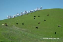 Moo-velous Grazing Cows Get Well Card